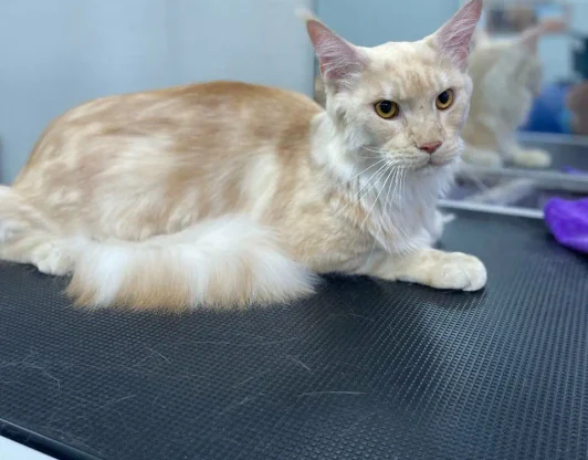 Сияющая шерсть