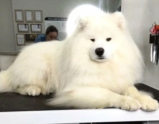 Королевский уход