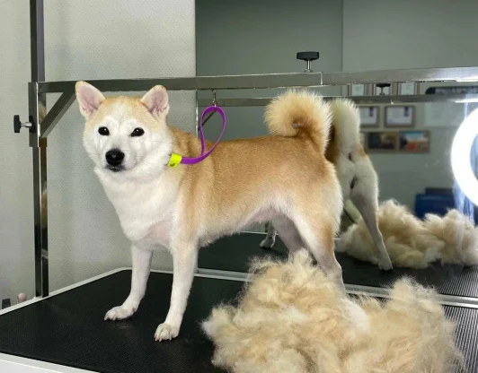 Мастерство груминга