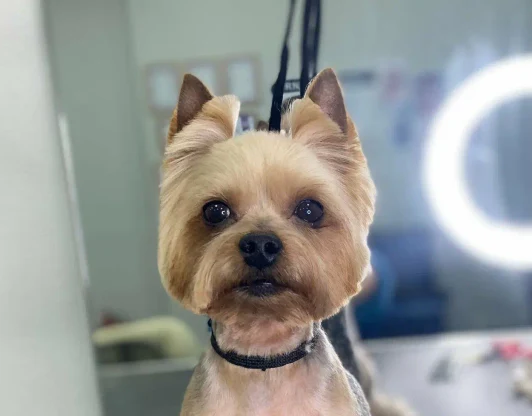 Идеальный контур